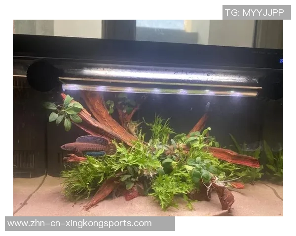 今日趣图:探讨鱼缸中的咸水鱼与淡水鱼共存的可能性与挑战 今日趣图:探讨鱼缸中的咸水鱼与淡水鱼共存的可能性与挑战